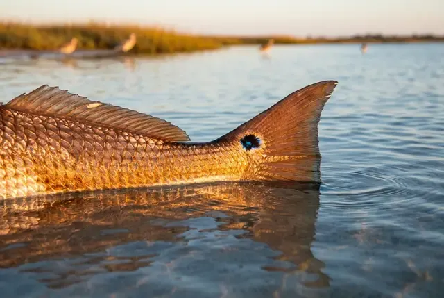 A redfish tail with its blue-ringed spot breaking clear shallow water at golden hour.